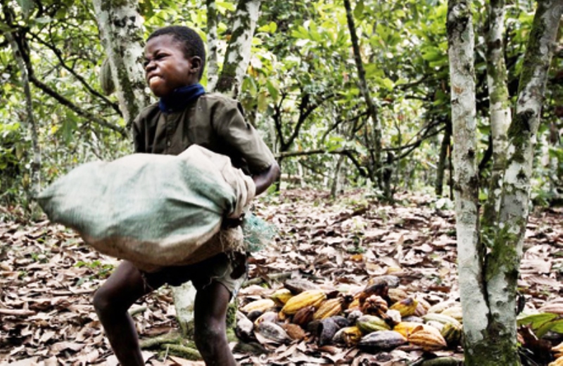 fabricantes chocolate financiam trabalho escravo infantil