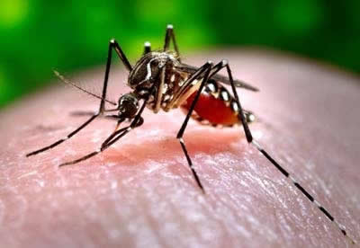 mosquito.dengue